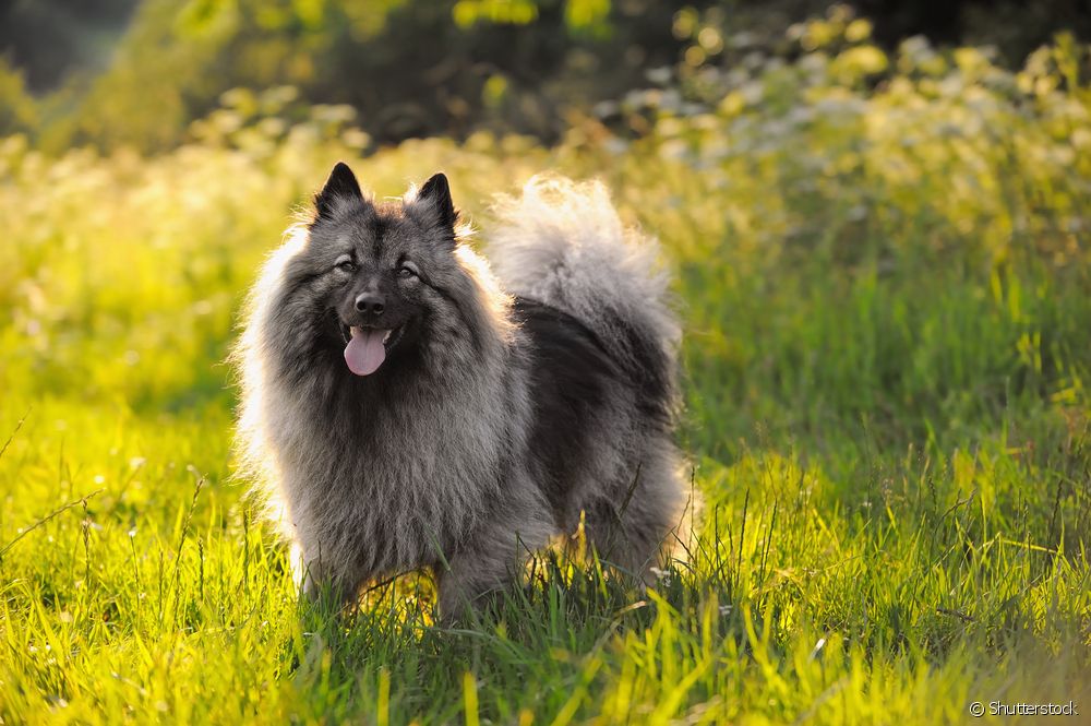  Keeshond šuniukas: viskas, ką reikia žinoti apie "vilkų špicą"