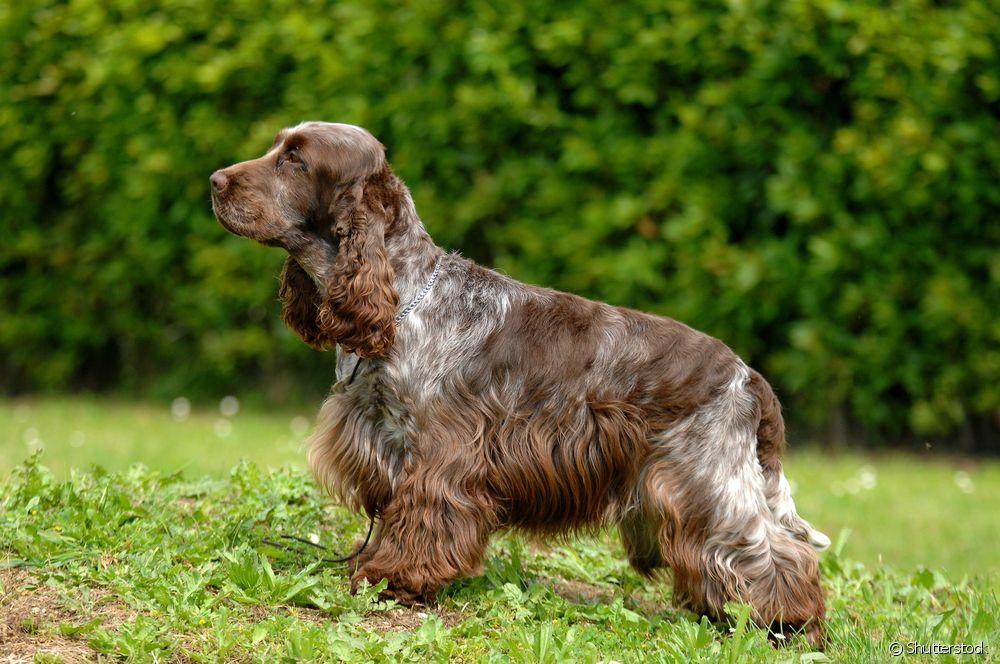  English Cocker Spaniel: all about the medium dog breed