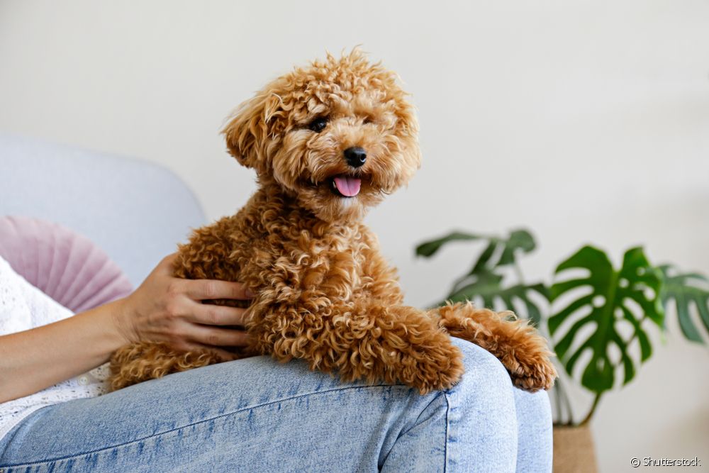  10 Baka Anjing Terbaik untuk Pemilik Kali Pertama