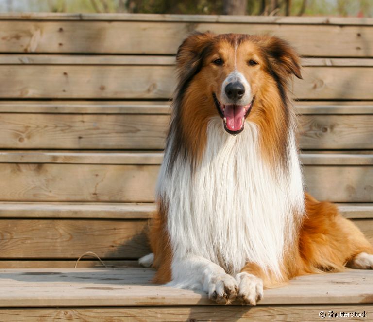  Collie-ras: typer och personlighet hos denna bedårande lilla hund