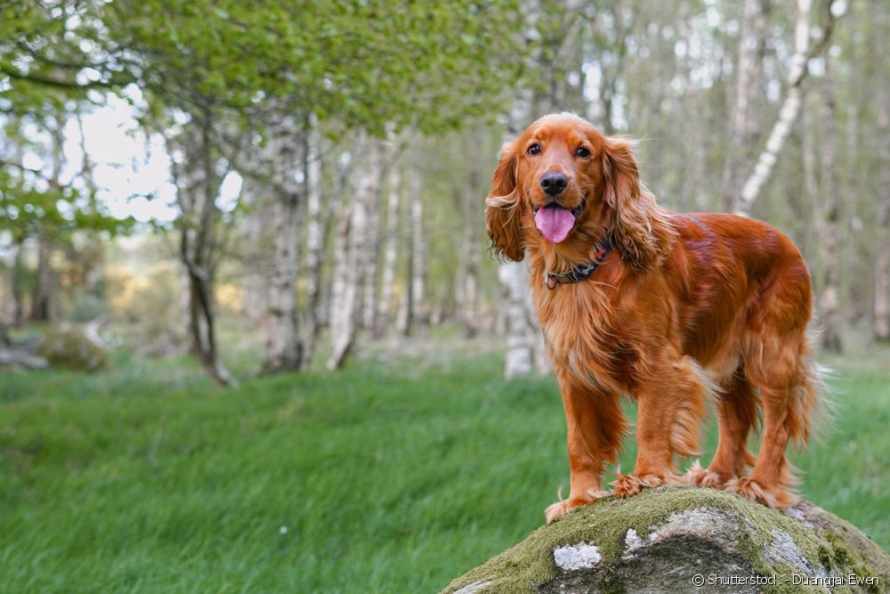  Куче от породата шпаньол: запознайте се с породите, които са част от групата (кокер шпаньол и други)