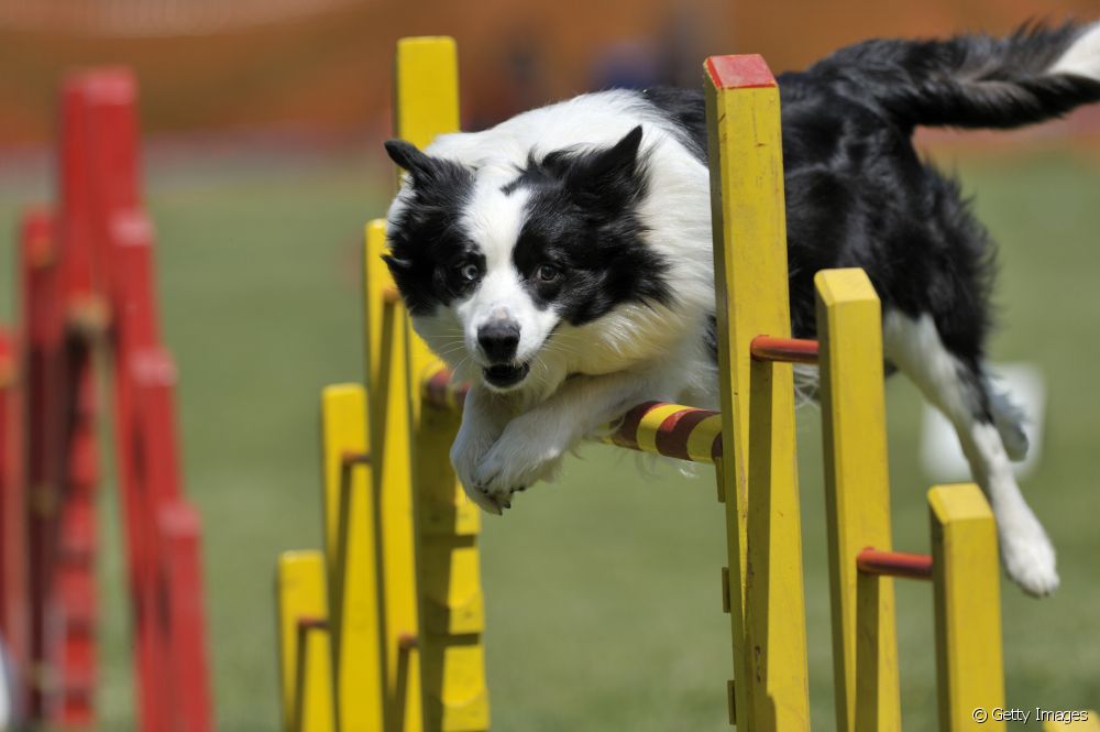  5 things the Border Collie is able to do because of its intelligence