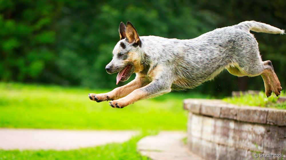  Boiadeiroaustraliano: todo lo que debe saber sobre la raza canina
