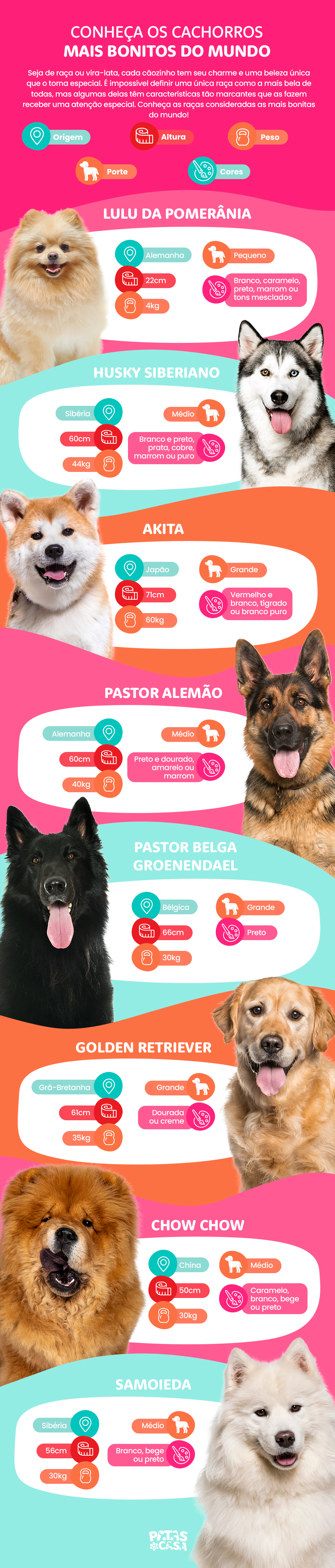  Mooiste hond ter wêreld: sien infografika met 8 rasse