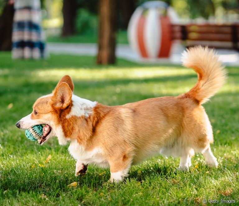  Corgi: learn all about this small dog breed