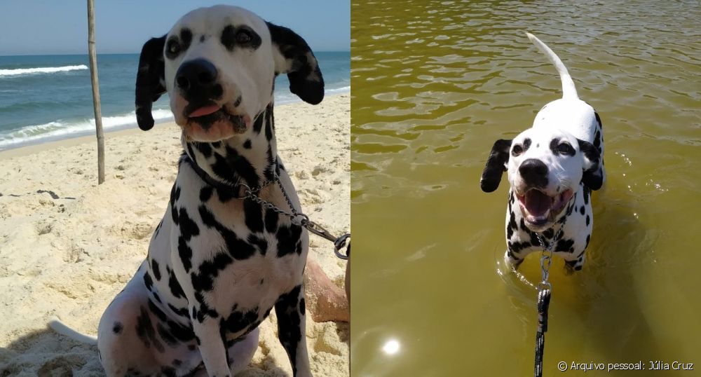  Dalmatiner: 6 fakta om personligheten och beteendet hos denna stora hundras