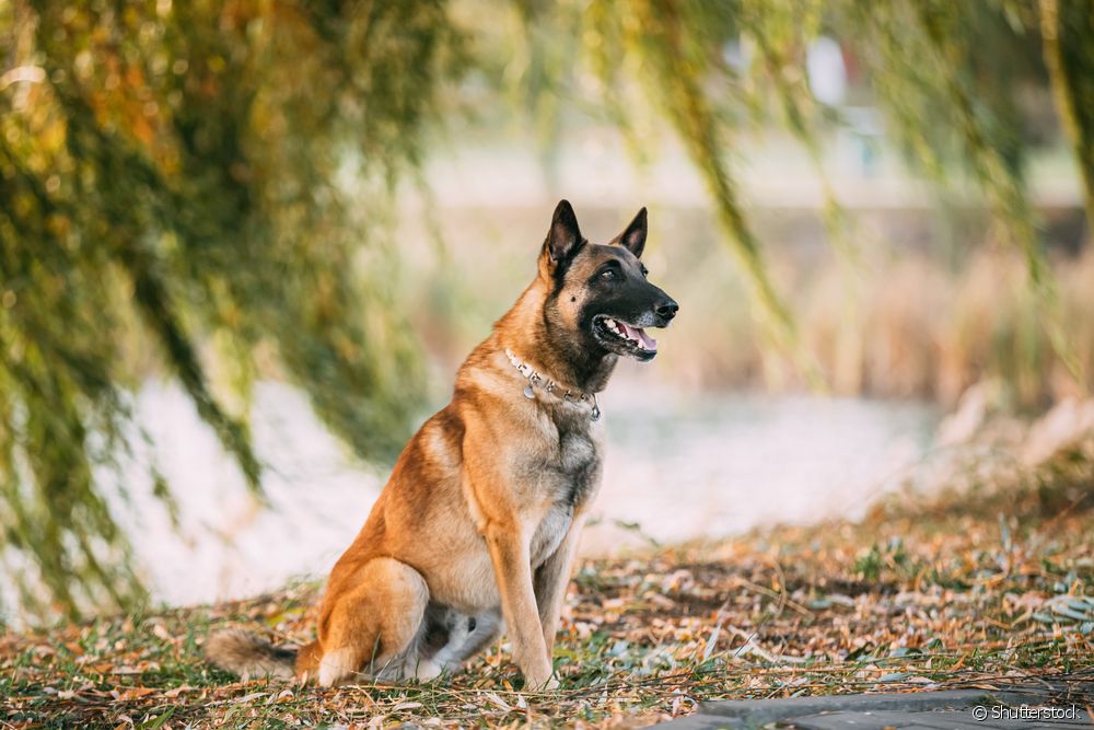  Belgų aviganis Malinois: sužinokite daugiau apie didelę šunų veislės atmainą