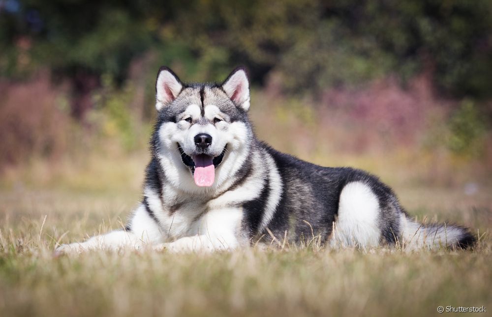  Hund som ser ut som en ulv: møt 5 raser!