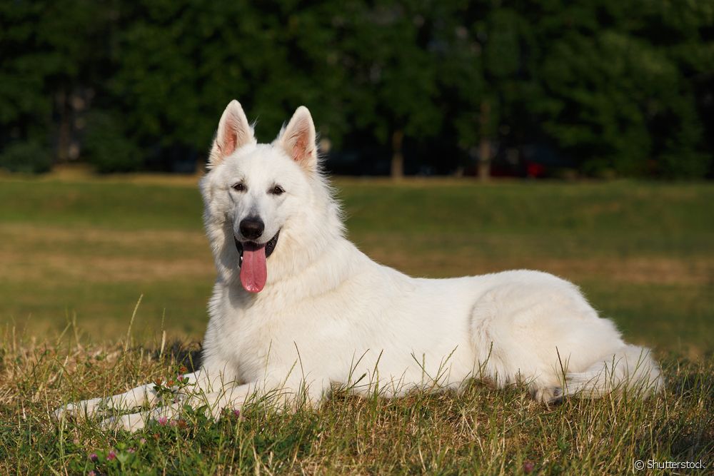  سفید کتے کی نسل: کچھ سے ملو!