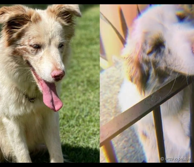  Border Collie merle: ravekirina genetîkî ya jidayikbûna kûçikên bi vê taybetmendiyê çi ye?