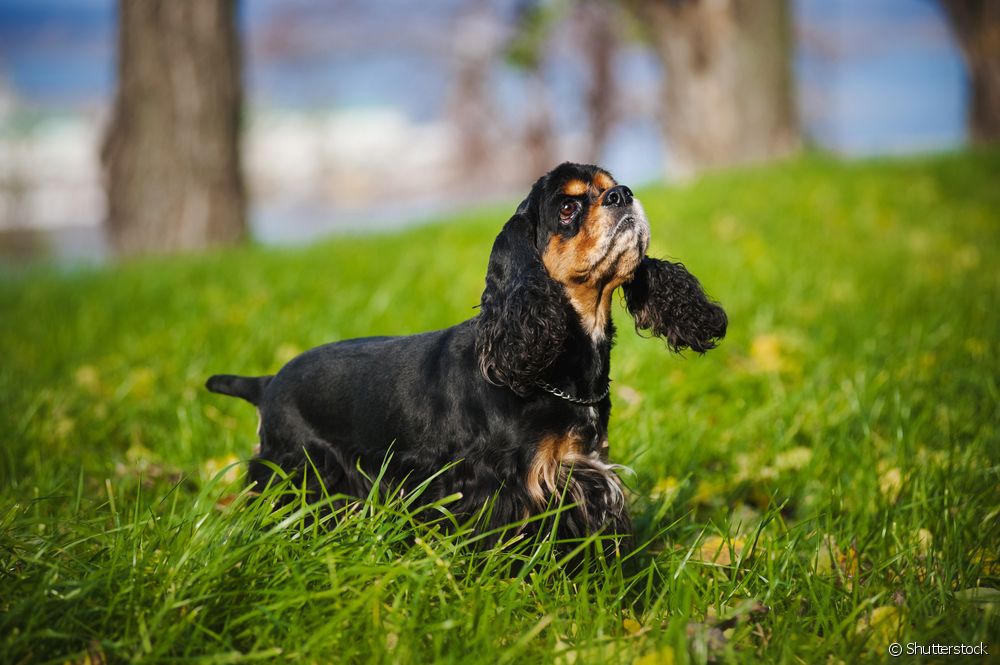  American Cocker Spaniel: all about the dog breed