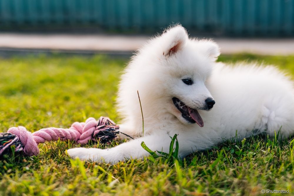  Samojed: Hvordan er temperamentet hos den sibiriske hunderace?