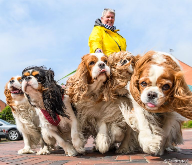  Cavalier King Charles Spaniel: ismerje meg a kistestű kutyafajta összes jellemzőjét
