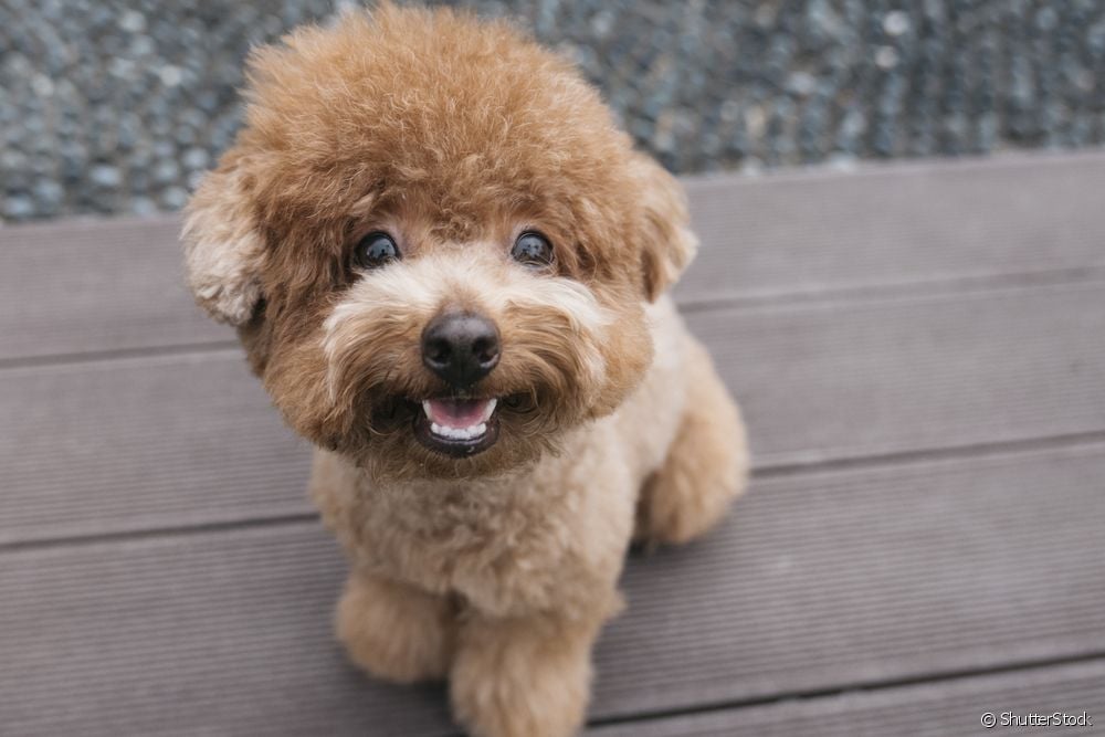  Пудель іграшковий, карликовий, середній, стандартний... дізнайтеся про типи порід собак і як їх розпізнати.