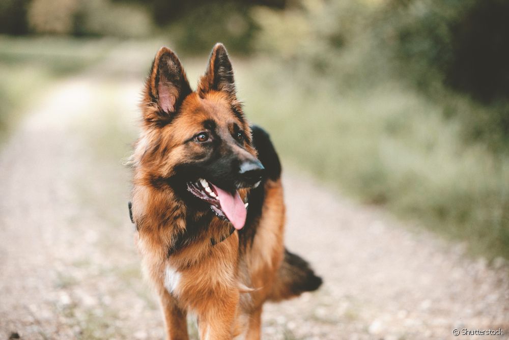  ¿Cuáles son las razas de perro más protectoras?