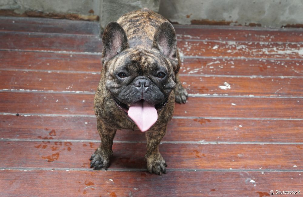  Brindle dog: meet 9 breeds that have the coat pattern