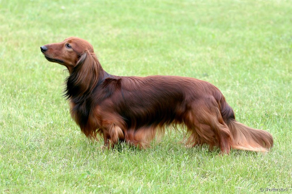  Dachshund long hair: know the essential care of the sausage breed