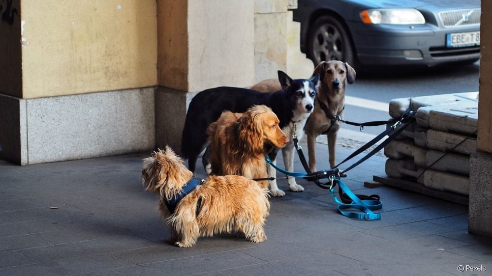 Mała, średnia czy duża rasa psów: jak rozróżnić rozmiar i wagę?