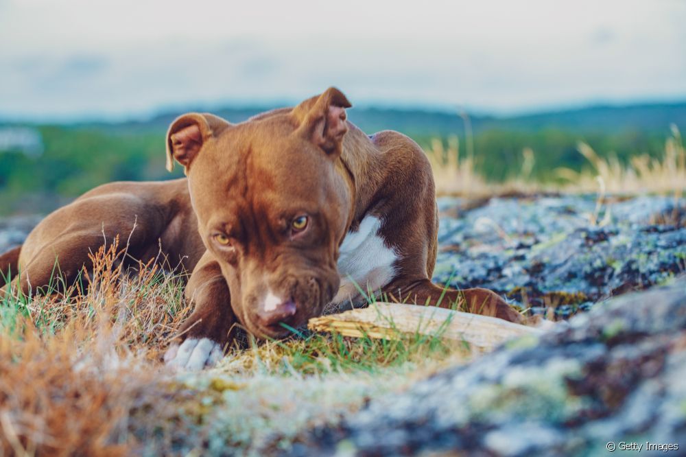  Jenis Pitbull: Nyaho versi anu pang populerna di breed anjing ieu
