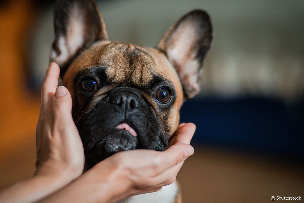  Staande oor hond: de schattige rassen die deze eigenschap hebben