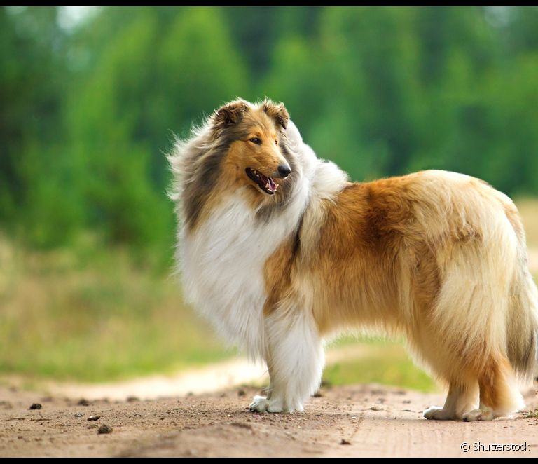  Collie or Pastordeshetland? Learn how to tell the difference between these very similar dog breeds