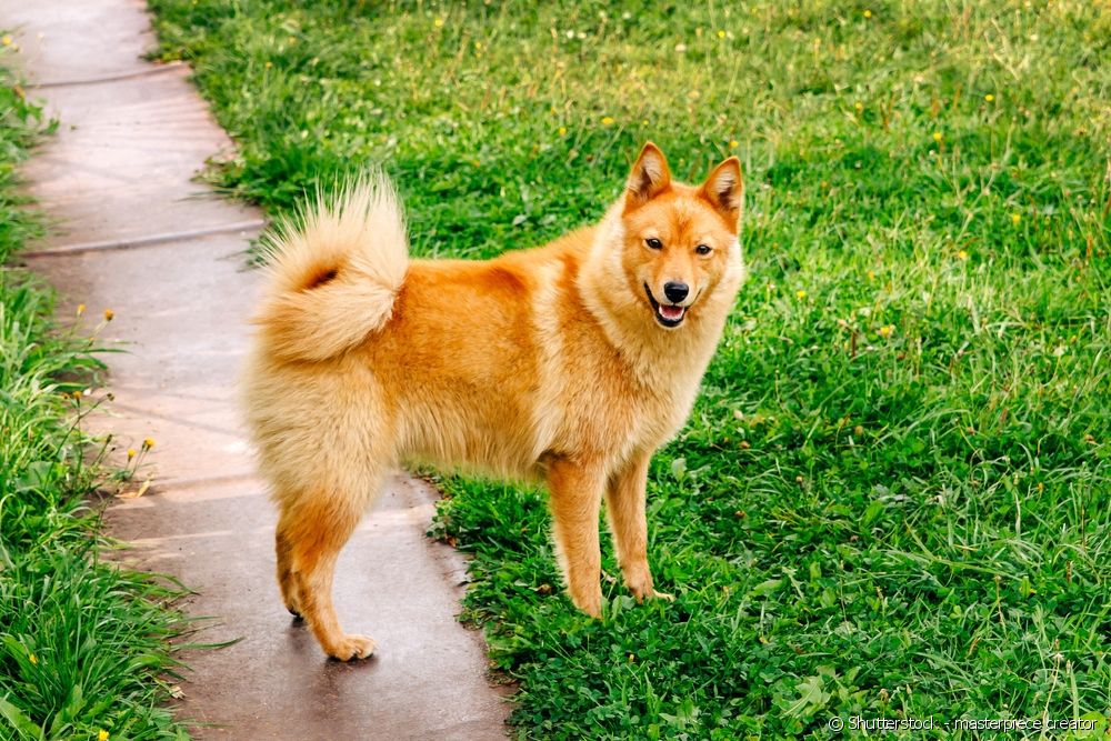  7 rasa pasa koje izgledaju kao lisice