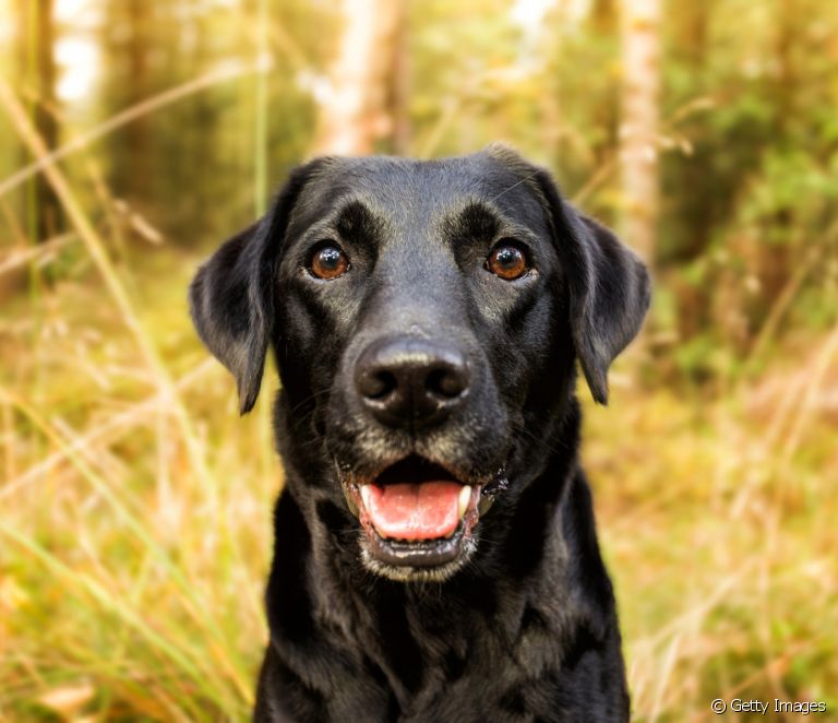  30 races de gossos negres i les seves característiques físiques (+ galeria de fotos)