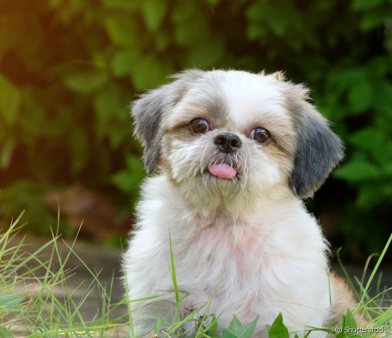  Residencia canina: ¿qué hay que saber, vigilar e informarse antes de comprar un animal?