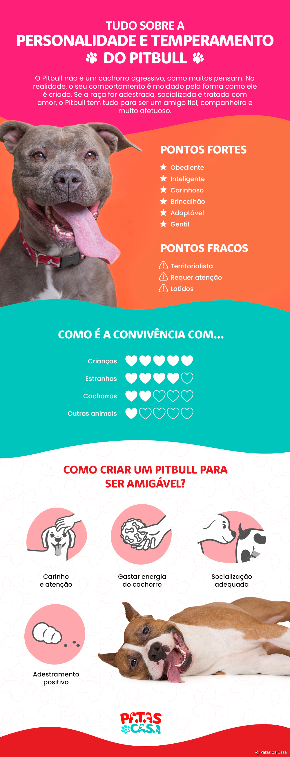  What is the Pitbull's personality like? See the infographic to learn all about the breed's temperament
