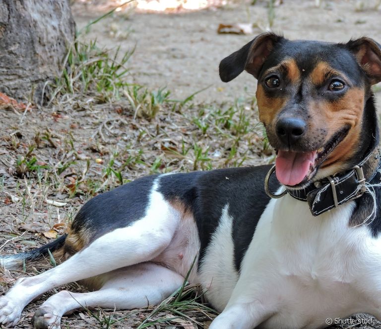  Fox Paulistinha: ezagutu Brasilgo Terrier arrazaren ezaugarri guztiak
