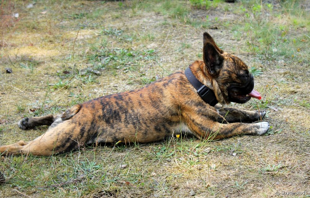  Ranskanbulldoggi: mitkä ovat koirarodun viralliset värit?