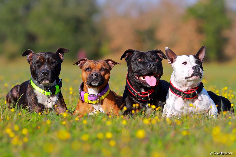  Staffordshire Bull Terrier: Her tiştî di derbarê cinsê kûçikê Pitbull de dizanin