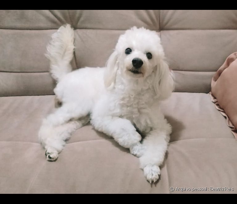  Poodle: saiz, kesihatan, personaliti, harga... panduan kepada baka anjing kegemaran Brazil