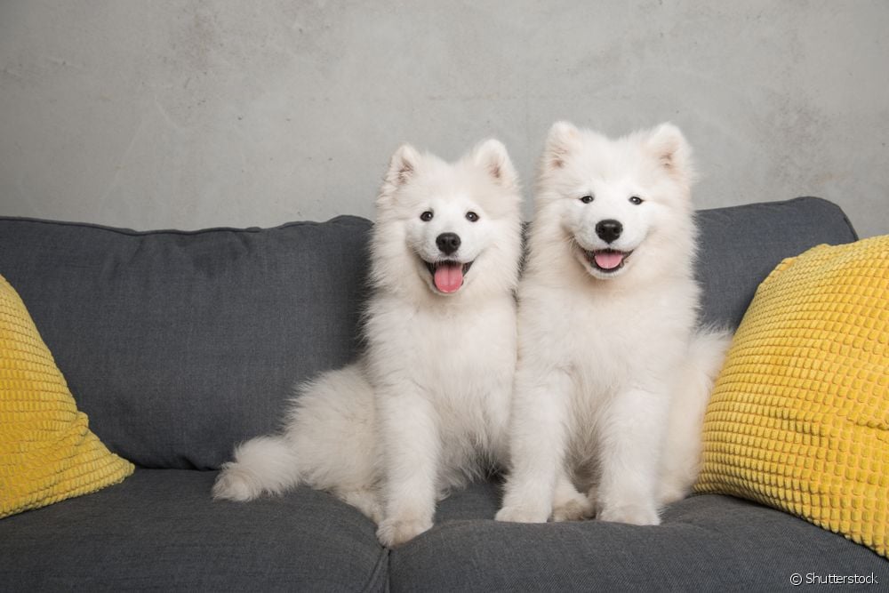  Samoyed: Sibirya'da ortaya çıkan bu köpek ırkı hakkında her şeyi öğrenin