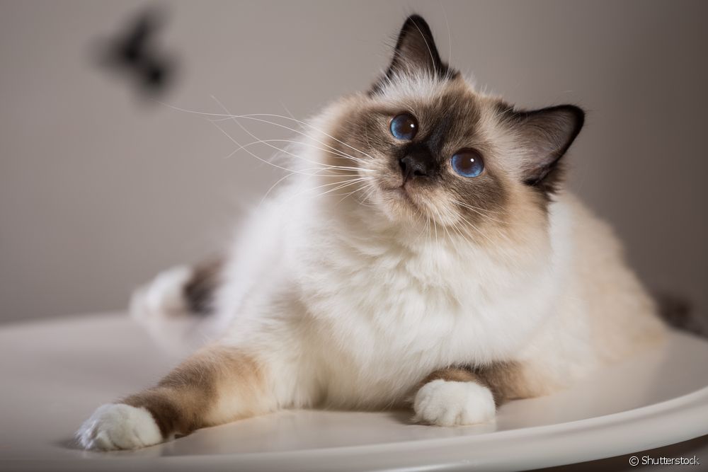  Welche Katzenrassen sind anfälliger für Fettleibigkeit bei Katzen?