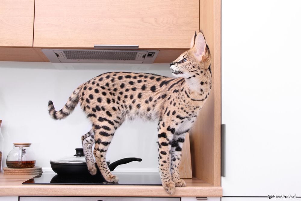  Gatto Ashera: scoprite tutte le caratteristiche del gatto più costoso del mondo
