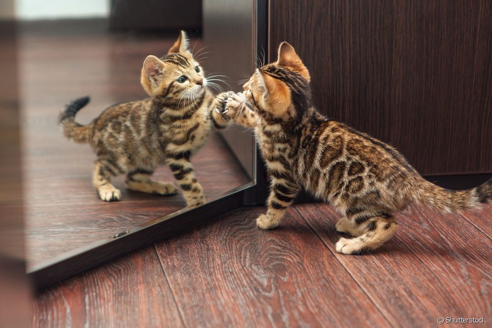  Cum se poate diferenția o pisică domestică de o felină sălbatică?