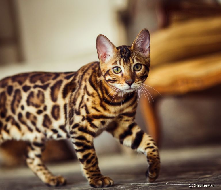  Hibridna mačka: kaj je in kakšne so njene značilnosti?