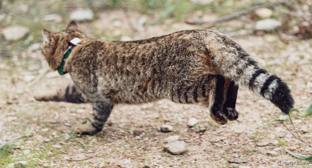  Tajemnica gatoraposy: naukowcy badają możliwe podgatunki kotów