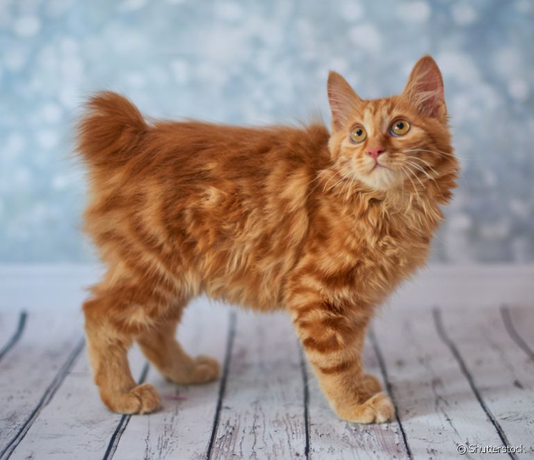  Японський бобтейл: дізнайтеся все про цю породу котів з коротким хвостом!
