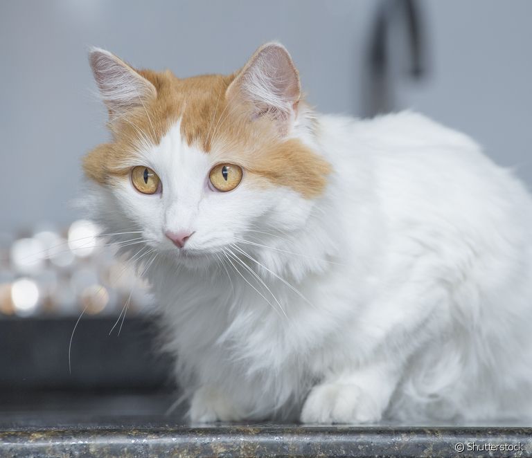  Турски ван: научете всичко за тази порода котки