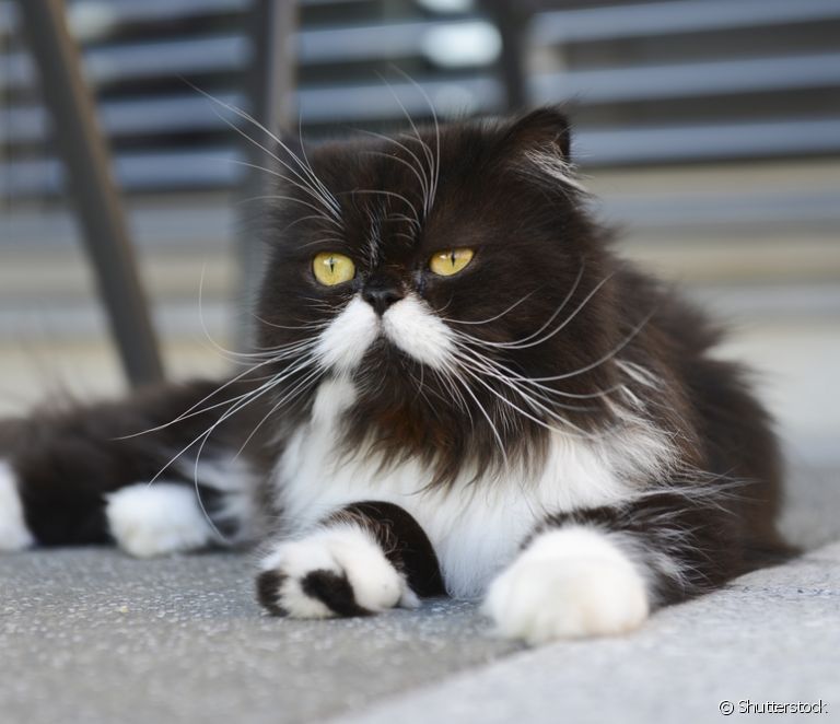  Jakie są kolory kota perskiego?