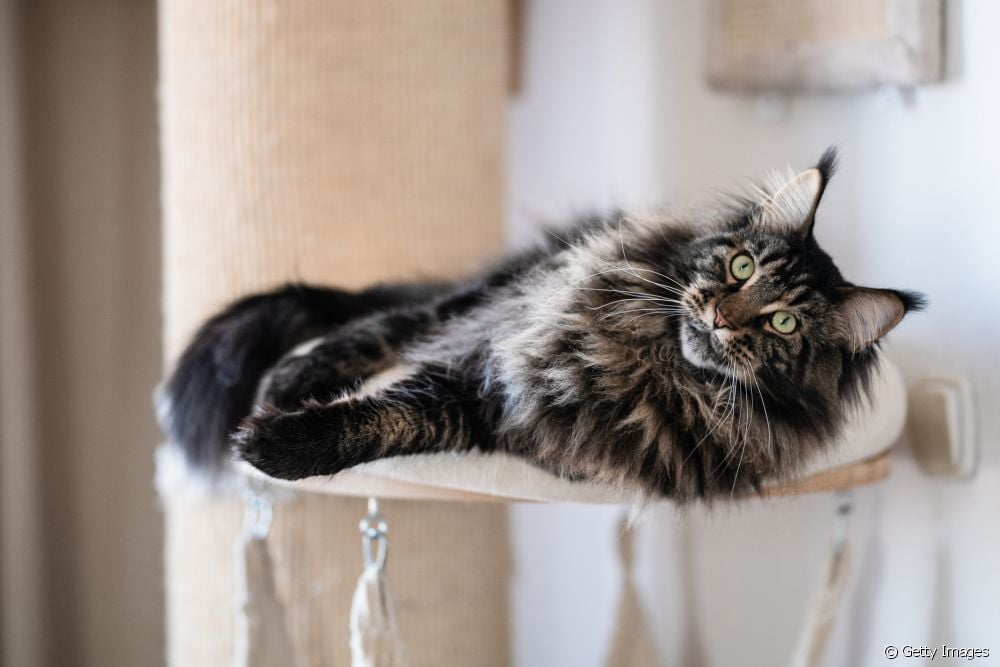  10 curiosities about the Maine Coon, the world's largest cat