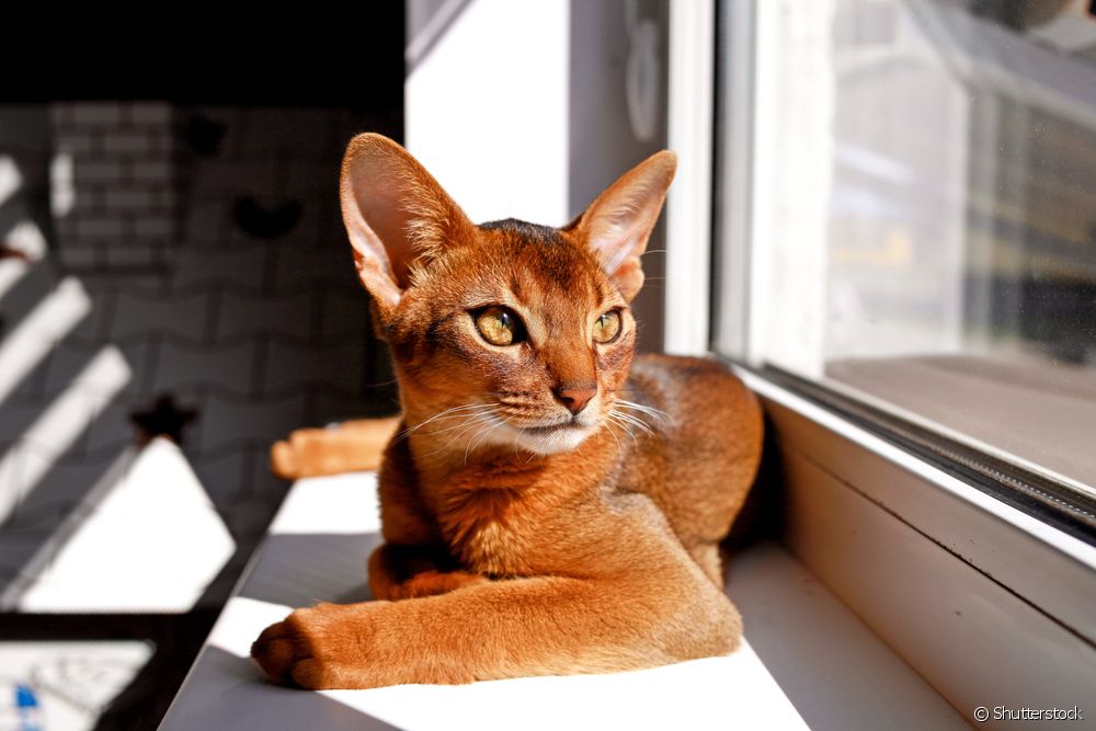  Cat of each sign: meet the breeds that most represent the signs of the zodiac