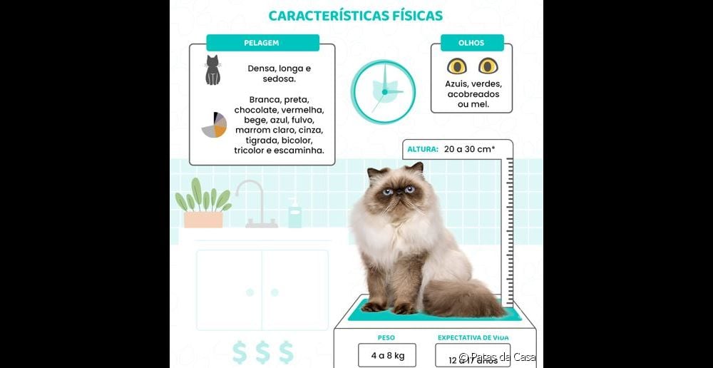  სპარსული კატა: ფასი, პიროვნება, საკვები... ყველაფერი იცოდე ჯიშის შესახებ