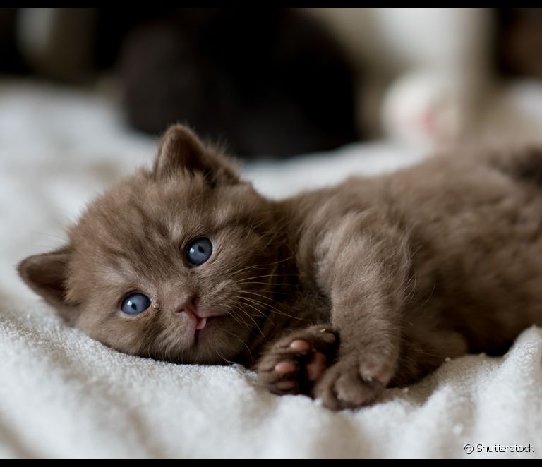  English Shorthair Cat: Panduan Lengkap Baka Bersalut Kelabu