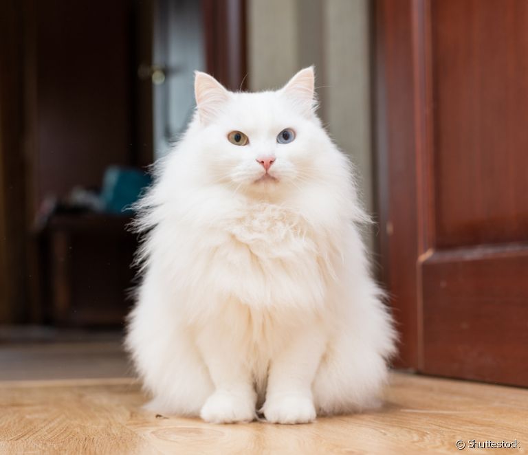  Angora cat: get to know all the characteristics of the breed!