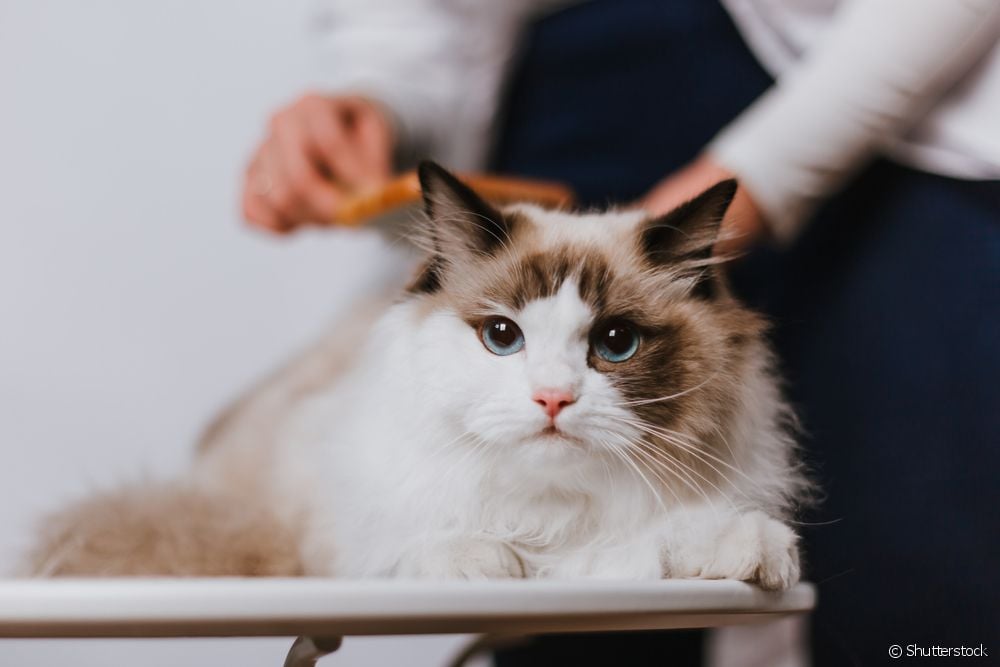  Ragdoll: size and other physical characteristics of the giant cat breed
