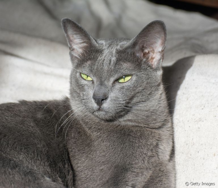 Siva mačka: koje pasmine imaju ovu boju dlake?