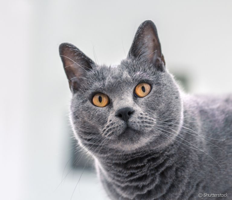  Kucing Chartreux: tahu semua tentang baka kot kelabu
